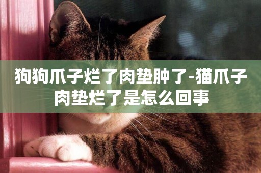 狗狗爪子烂了肉垫肿了-猫爪子肉垫烂了是怎么回事